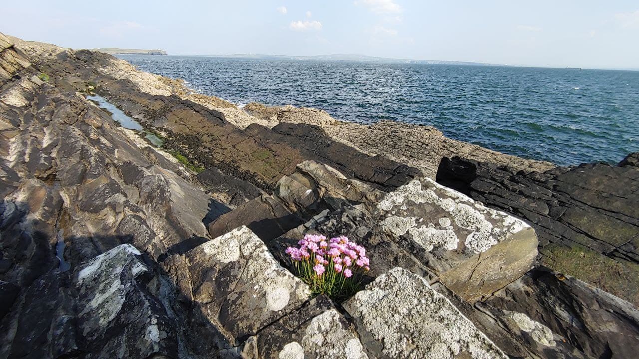 Blume Klippe Carrigaholt, Co. Clare, Irland (C) Werner Stocker